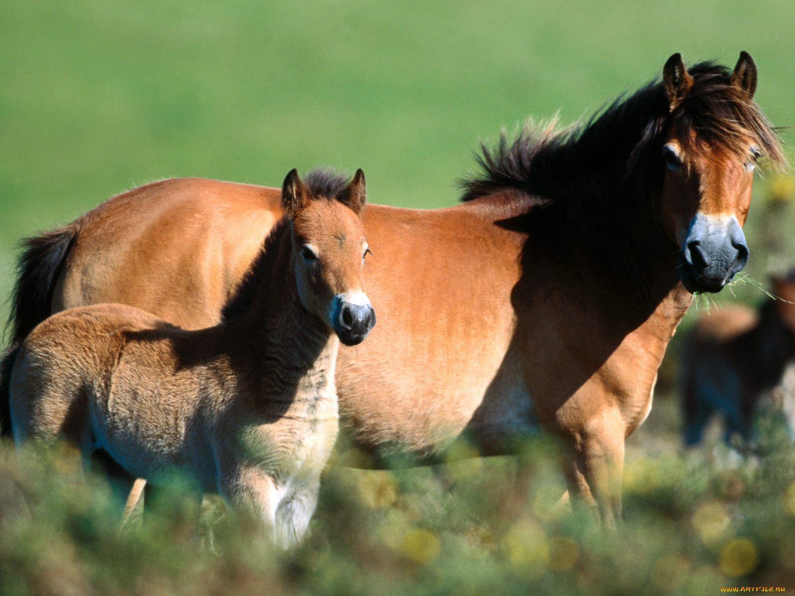 exmoor, pony, and, foa, , 